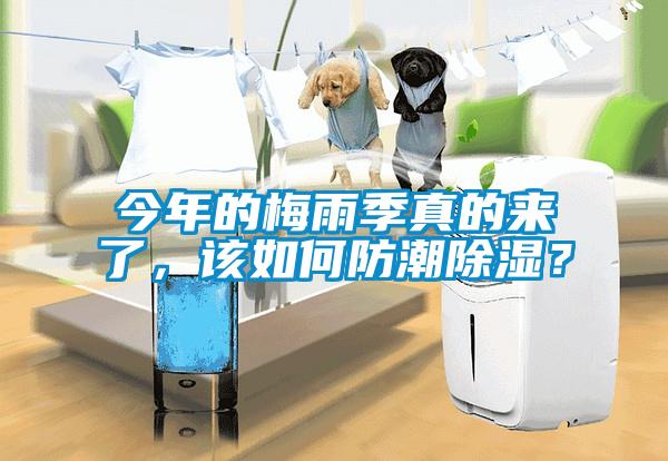 今年的梅雨季真的來了，該如何防潮除濕？