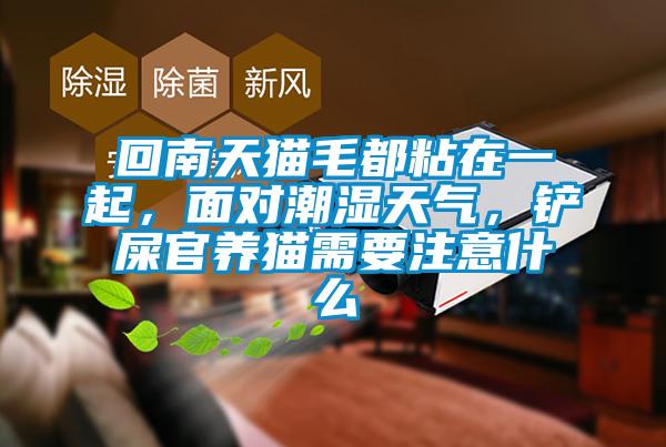 回南天貓毛都粘在一起，面對潮濕天氣，鏟屎官養(yǎng)貓需要注意什么