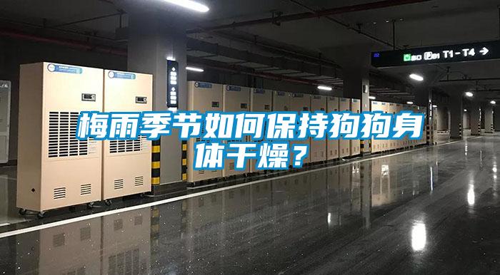 梅雨季節(jié)如何保持狗狗身體干燥？