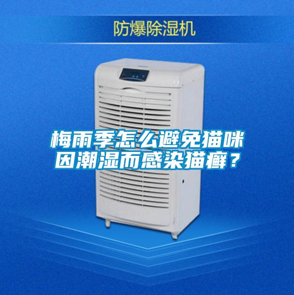 梅雨季怎么避免貓咪因潮濕而感染貓癬？