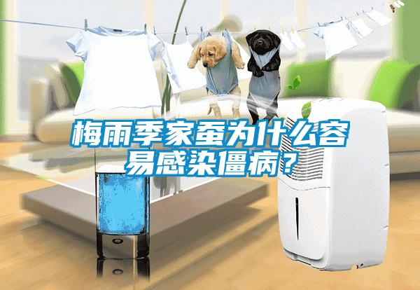 梅雨季家蠶為什么容易感染僵??？