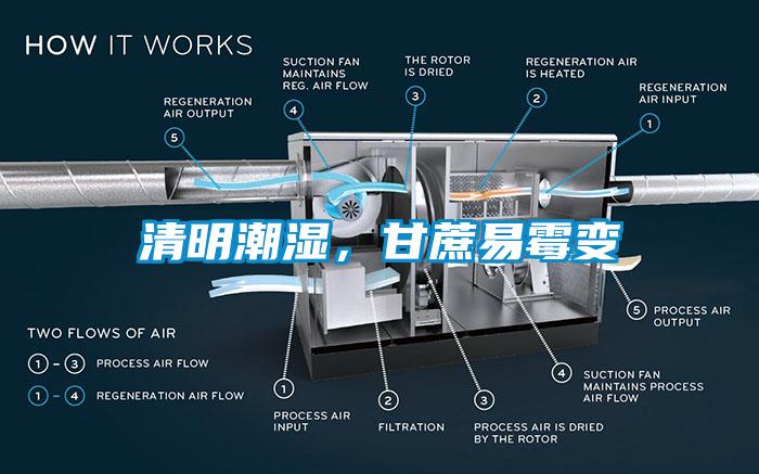 清明潮濕，甘蔗易霉變