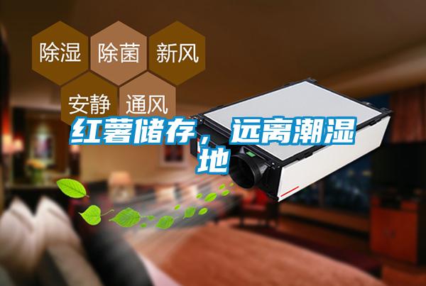 紅薯儲存，遠離潮濕地