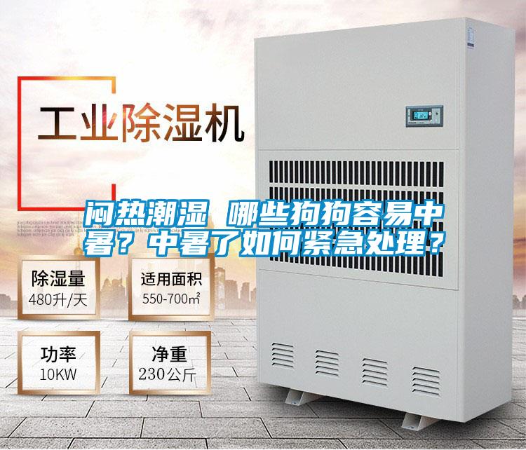 悶熱潮濕 哪些狗狗容易中暑？中暑了如何緊急處理？