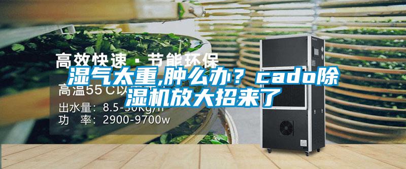 濕氣太重,腫么辦？cado除濕機(jī)放大招來(lái)了